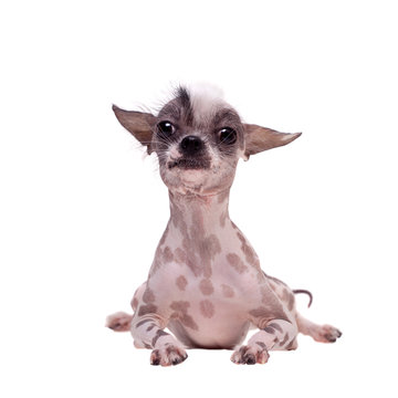 5 081 Best Ugly Dog Images Stock Photos Vectors Adobe Stock