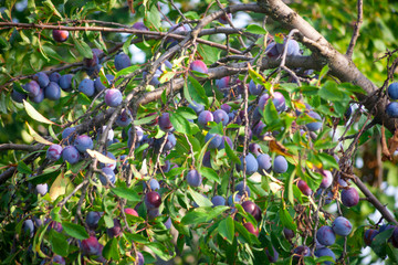 Plum tree with juicy fruits