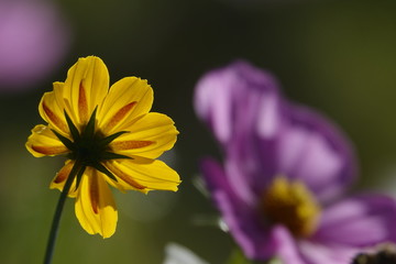 vibrant colors of cosmos flowers