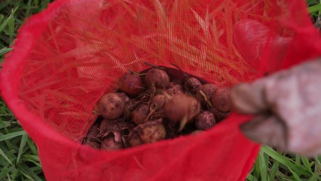 Harvesting, pouring the fruit of the coyol palm tree in a red plastic bag held by worker who has gloves