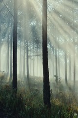 dreamy road among foggy pine forest