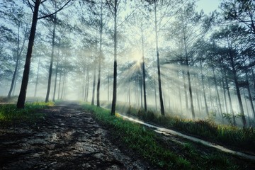dreamy road among foggy pine forest