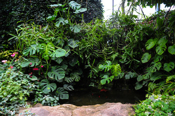 Fototapeta na wymiar garden with plants and plants