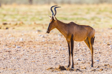 side view red hartebeest (alcelaphus buselaphus caama) standing