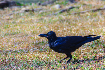 Close up black crow in the public park. Corvus corone, common black crow in the garden.