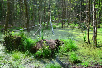 piękna wiosna w lesie, bagno