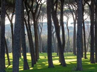 Fototapeta premium A grove of tall trees on the outskirts of Rome at sunrise 