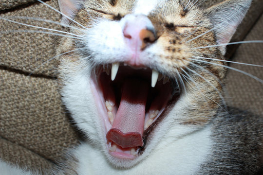 Yawning cat open mouth with teeth and tongue