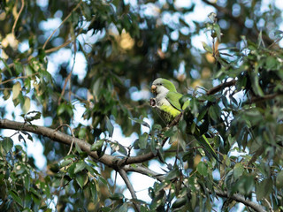 A beautiful rose-ringed parakeet perched in a tree overlooking the ancient city of Rome 