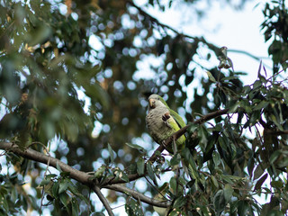 A beautiful rose-ringed parakeet perched in a tree overlooking the ancient city of Rome 