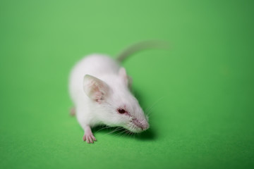 white mouse on a green background