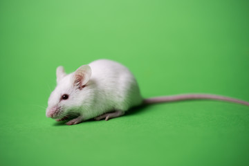 white mouse on a green background