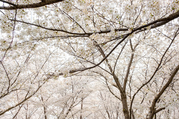 Fototapeta premium looking up at white sakura flower blossom on tree in spring seasonal,natural background.