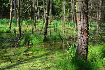 piękna wiosna w lesie, bagno