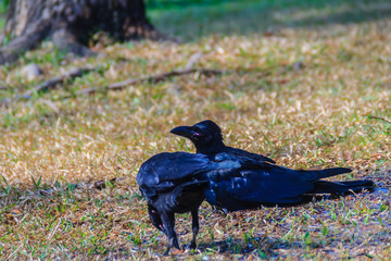 Close up black crow in the public park. Corvus corone, common black crow in the garden.