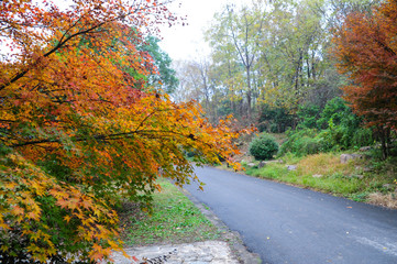 Fototapeta premium drzewa jesienią