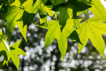 Nature, greenery, plants and natural background concept: beautiful green maple leaves on a blurred forest background