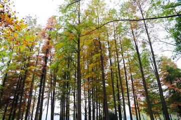 Fototapeta premium trees in autumn