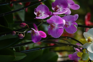 Fototapeta na wymiar beautiful orchid flowers blossom