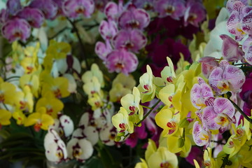 beautiful orchid flowers blossom