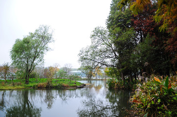 Obraz premium trees in autumn