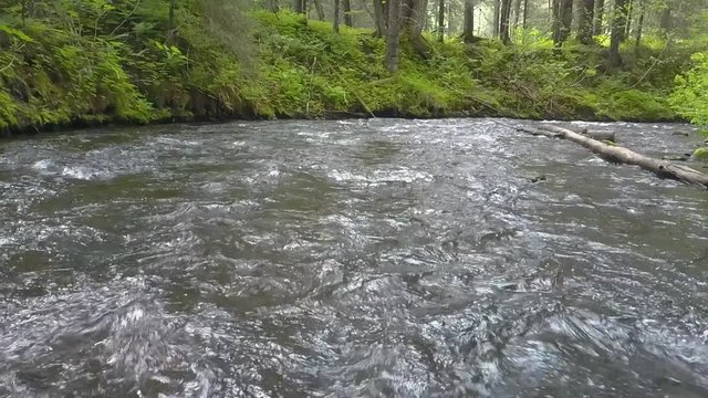 Dolly shot over a small beautiful creek near Bear Lake, Alaska, as salmon attempt to swim upstream against the current