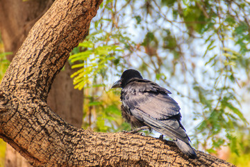 Close up black crow in the public park. Corvus corone, common black crow in the garden.