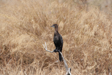 Pygmy Cormorant Birds