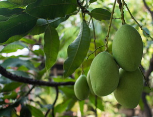 Mango which is ready to be picked