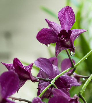 Dewdrops on purple orchid