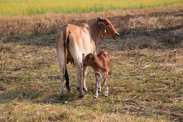 Cow, mother and calf Calf eating milk.