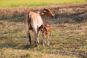 Cow, mother and calf Calf eating milk.