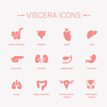 Viscera vector illustration. Viscera vector illustration. The internal human organs icons set. Viscera signs with captions.
