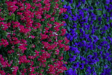 colorful flowerbed background