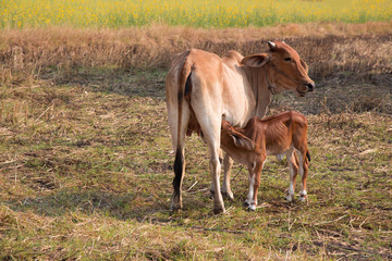  Cow, mother and calf Calf eating milk.