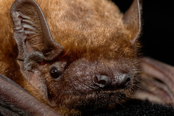 European bat common noctule (Nyctalus noctula) close up, macro portrait on black backround