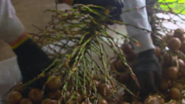 Factory workers with gloves pulling coyol palm fruits from branches, harvesting to produce biodiesel or oil