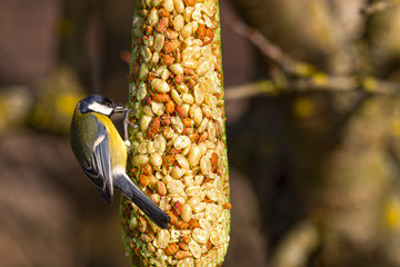 Great tit (Parus major) eats birdseed (nuts)