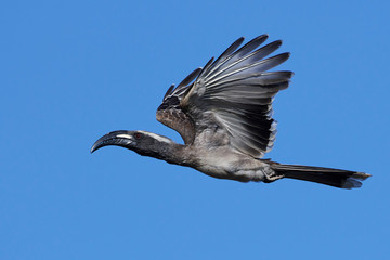 African grey hornbill (Lophoceros nasutus)