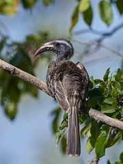 African grey hornbill (Lophoceros nasutus)