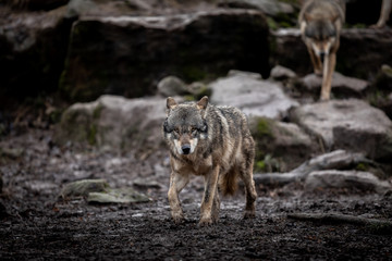 Fototapeta premium Grey Wolf in the forest