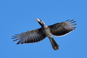 African grey hornbill (Lophoceros nasutus)