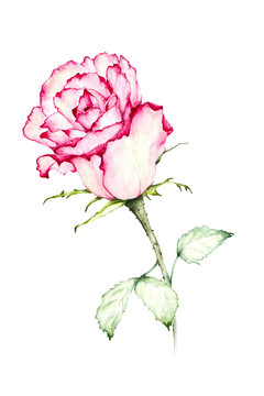 Watercolor painting red rose - Illustration.