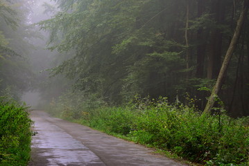 piękna wiosna w lesie, mgła na drodze