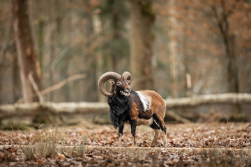 Bighorn Sheep in the forest