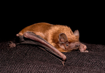 European bat common noctule (Nyctalus noctula) close up, macro portrait on black backround
