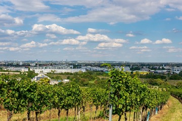 Fototapeta na wymiar Vineyards in the south of Vienna with the skyline of Vienna in the background