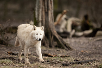 Naklejka na ściany i meble White Wolf in the forest