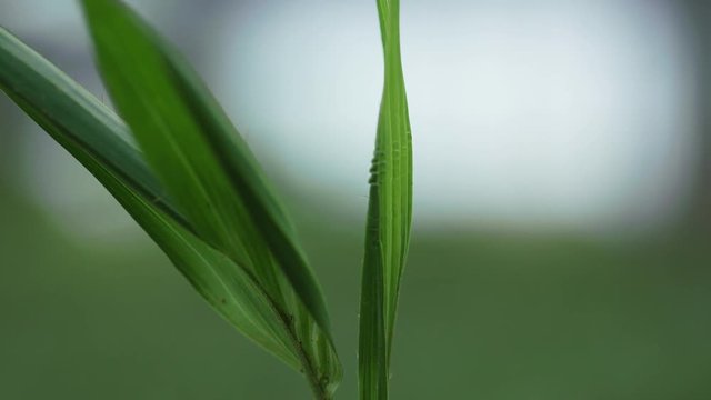 Close up tight shot as a hand cleaning young coyol palm tree seedlings leaves from parasites