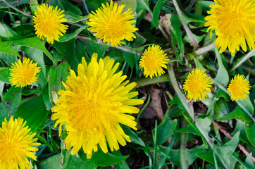 dandelion flowers in the gardens